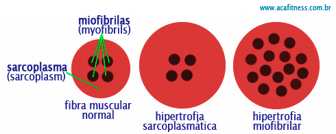 tipos_de_fibras